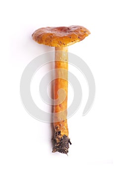 Wild mushroom from Vancouver Island, Canada