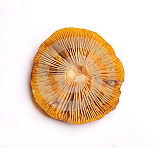 Wild mushroom from Vancouver Island, Canada