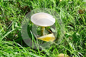 Wild Mushroom White in the Grass