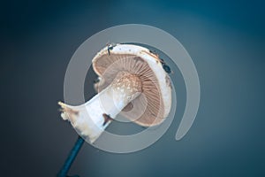 Wild mushroom of white pure color on a dense background of blue