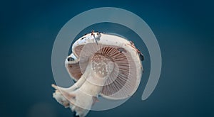 Wild mushroom of white pure color on a dense background of blue