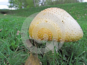 Wild Mushroom in a yard