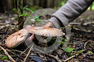 Wild mushrooming picking