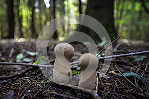 Wild mushrooming picking in the forest