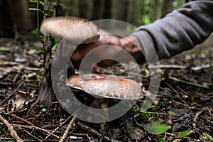 Wild mushrooming picking in the forest