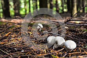 Wild mushrooming picking in the forest