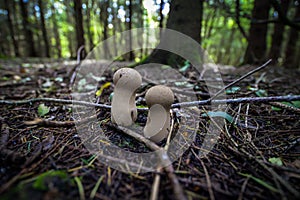 Wild mushrooming picking in Northamptonshire