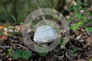 Wild mushrooming picking in Northamptonshire