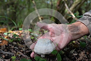 Wild mushrooming picking in Northamptonshire