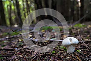 Wild mushrooming picking in Northamptonshire, UK