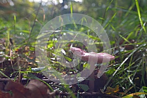 Wild mushrooming picking in Northamptonshire, UK