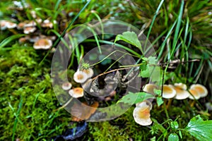 Wild mushrooming picking in Northamptonshire, UK