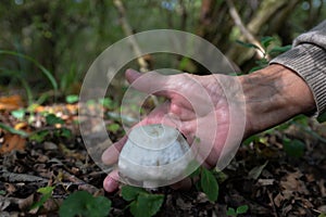 Wild mushrooming picking in Northamptonshire, UK