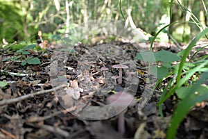 Wild mushrooming picking in Northamptonshire, UK