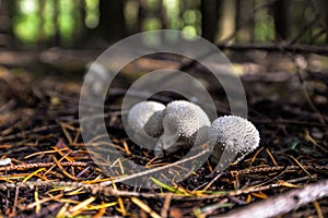 Wild mushrooming picking in Northamptonshire, UK