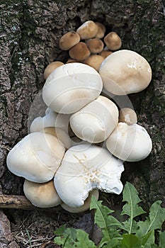 Wild mushrooms-1