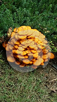 Wild Mushrooms #1