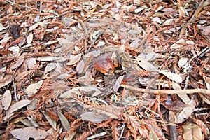 wild mushrooms