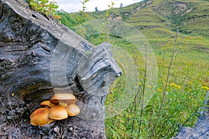 Wild mushrooms