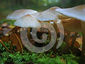 Wild mushrooms