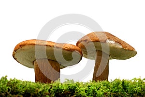 Wild Mushrooms