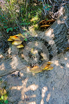 Wild mushrooms