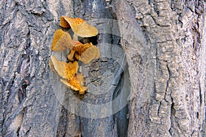 Wild mushrooms