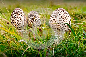 Wild mushrooms