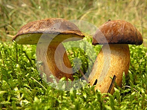 Wild mushrooms