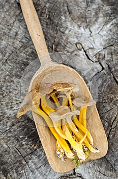 Wild mushrooms