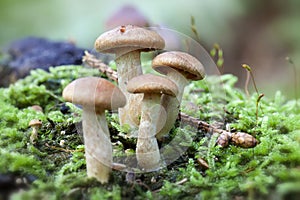 Wild Mushrooms