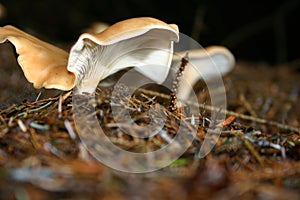 Wild mushrooms