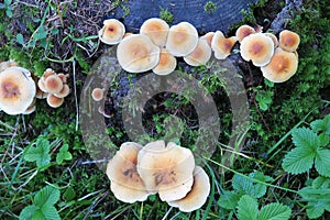 Wild mushrooms