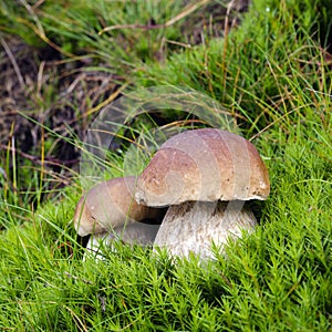 Wild mushrooms