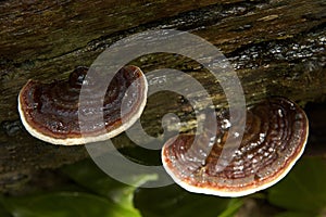 Wild mushrooms