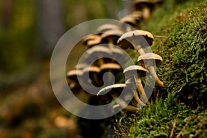Wild mushrooms Armillaria growing on tree stump in forest, closeup view