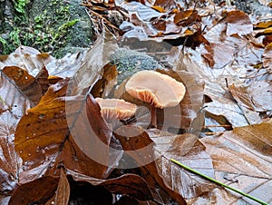 Wild mushrooms in autumn