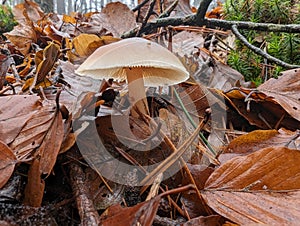 Wild mushrooms in autumn