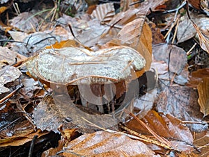 Wild mushrooms in autumn