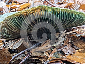 Wild mushrooms in autumn