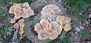 Wild Mushrooms In California