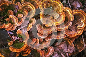 Wild mushrooms caps