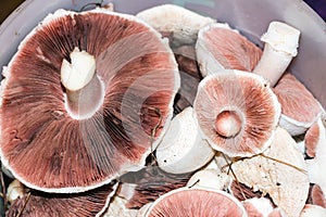 Wild mushrooms champignon