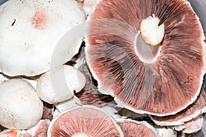 Wild mushrooms champignon