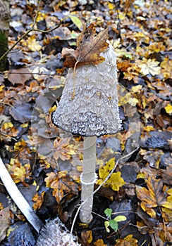 Wild mushrooms Coprinus comatus grow in the autumn forest