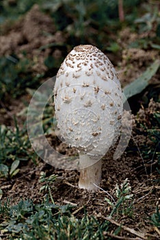 wild mushrooms, Coprinus comatus, shaggy ink cap, lawyer\'s wig, shaggy mane mushroom