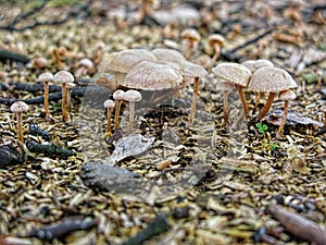Wild mushrooms family in the forest