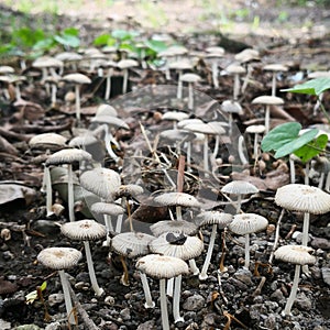 Wild Mushrooms field in indonesia taken with macro shot