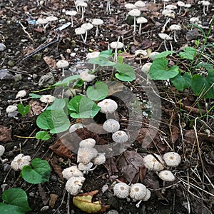 Wild Mushrooms field in indonesia taken with macro shot