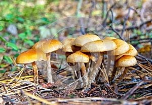 Wild mushrooms in forest.